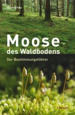 Moose des Waldbodens