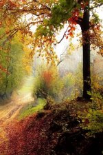 Trail Through the Wood: Some Trails Are Single Use and Can Only Be Used for Walking, Cycling, Horse Riding, Snowshoeing, or Cross-Country Skii