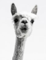 Knitting Graph Paper 2: 3 & 4:5 Ratio 8.5 X 11: Llama Photograph