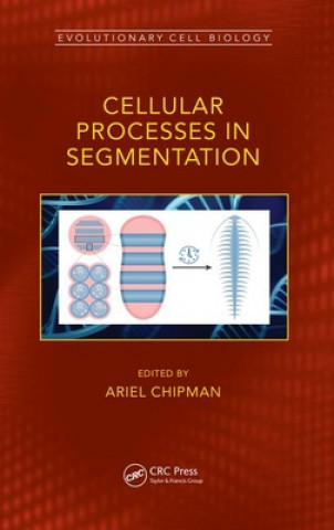 Cellular Processes in Segmentation
