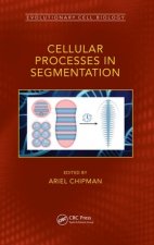 Cellular Processes in Segmentation