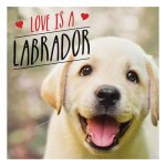 Love is a Labrador