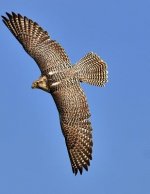 Falcon: Birds of Prey in the Genus Falco, Which Includes about 40 Species. Falcons Are Widely Distributed on All Continents of
