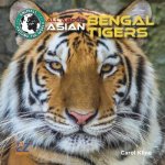 All about Asian Bengal Tigers