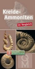 Kreide-Ammoniten