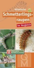 Heimische Schmetterlingsraupen im Vergleich