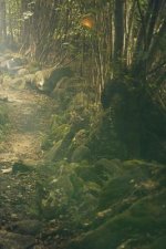 Trail Through the Bush: Some Trails Are Single Use and Can Only Be Used for Walking.