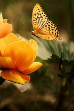 Visiting a Flower: There Are Over 20,000 Species of Butterflies in the World.
