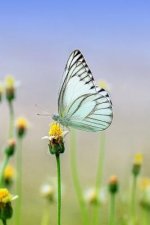 White Butterfly: There Are Over 20,000 Species of Butterflies in the World.