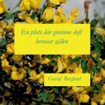 En plats dar ginstens doft berusar sjalen