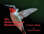 Ruby-throated Hummingbird