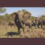 The Elephants of Africa: An Array of Paintings