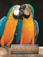 Parrots