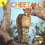 Cheetah