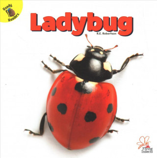 Ladybug