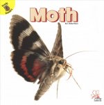 Moth