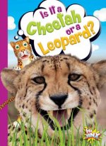 Is It a Cheetah or a Leopard?