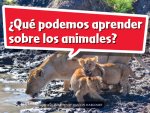 Book 009: ?Qué Podemos Aprender Sobre Los Animales?: Leveled Reader, Extra Support Grade K