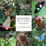 Butterflies Coloridas