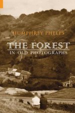 Forest in Old Photographs