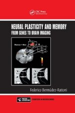 Neural Plasticity and Memory
