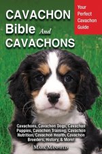 Cavachon Bible And Cavachons