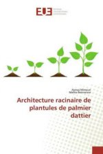 Architecture racinaire de plantules de palmier dattier