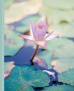 Water Lily Flowers: Diary Weekly Spreads January to December
