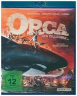 Orca der Killerwal