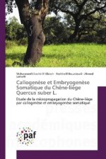 Callogenèse et Embryogenèse Somatique du Chêne-liège Quercus suber L.