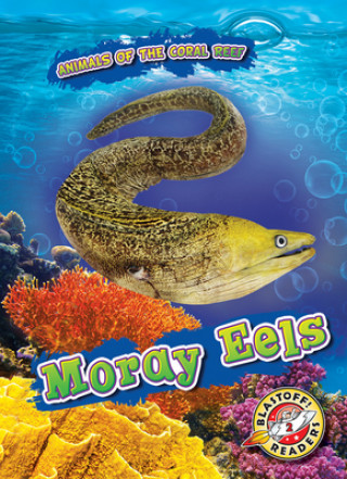 Moray Eels