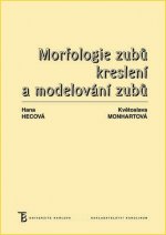 Morfologie zubů - Kreslení a modelování zubů