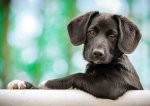 Pohlednice Model Puppy