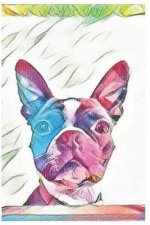 Boston Terrier