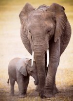 Elephant & Baby (Puzzle)