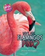 Why Are Flamingos Pink?