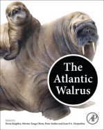 Atlantic Walrus