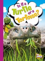 Is It a Turtle or a Tortoise?
