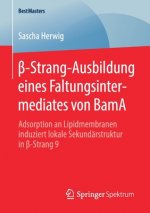 β-Strang-Ausbildung Eines Faltungsintermediates Von Bama