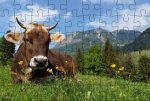 Puzzle-Postkarte Allgäu, Motiv: Kuh auf Wiese