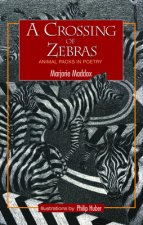 Crossing of Zebras
