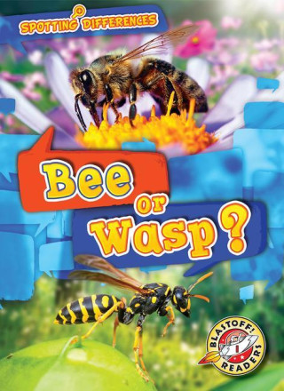 Bee or Wasp?