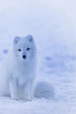 Arctic Fox: The Arctic Fox Has a Round Body Shape, Short Nose and Legs, and Short, Fluffy Ears