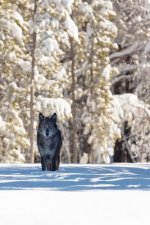 Beautiful Eyes This Morning: The Gray Wolf or Timber Wolf, Is a Canine Native to the Wilderness and Remote Areas of Eurasia and North America.