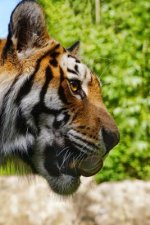 Hungry Tiger: The Tiger Is the Largest Cat Species, Most Recognizable for Its Pattern of Dark Vertical Stripes on Reddish-Orange Fur