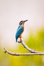 Kingfisher: The Family Contains 114 Species and Is Divided Into Three Subfamilies and 19 Genera. Often Seen as a Blue Flash While