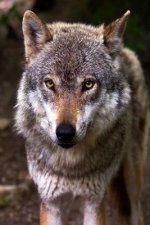 Nice Doggy: The Misunderstood Wolf: Most of Us Grew Up Hearing Stories about the Big, Bad Wolf. But Wolves Are Not Really Big or B