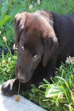 Puppy: The Labrador Retriever, or Just Labrador, or Lab Is a Type of Retriever-Gun Dog. the Labrador Is One of the Most Popul