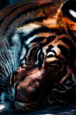 Sleepy Cat: Tigers Occupy a Variety of Habitats from Tropical Forests, Evergreen Forests, Woodlands and Mangrove Swamps to Grassla