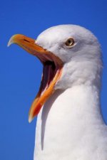 Seagull: Seagulls Learn, Remember and Even Pass on Behaviours, Such as Stamping Their Feet in a Group to Imitate Rainfall and T